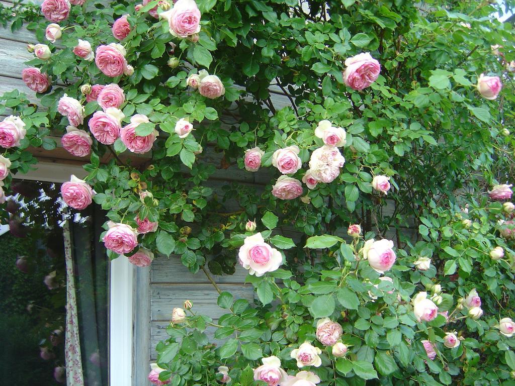 Les Petits Matins Bleus - Chambres D'Hotes "Les Pommiers" Sainte-Marguerite-de-Viette ภายนอก รูปภาพ