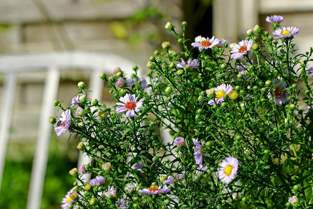 Les Petits Matins Bleus - Chambres D'Hotes "Les Pommiers" Sainte-Marguerite-de-Viette ภายนอก รูปภาพ